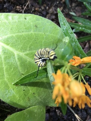 Danaus plexippus