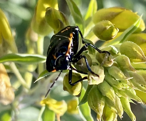 iNaturalist observation photo of Harlequin Bug