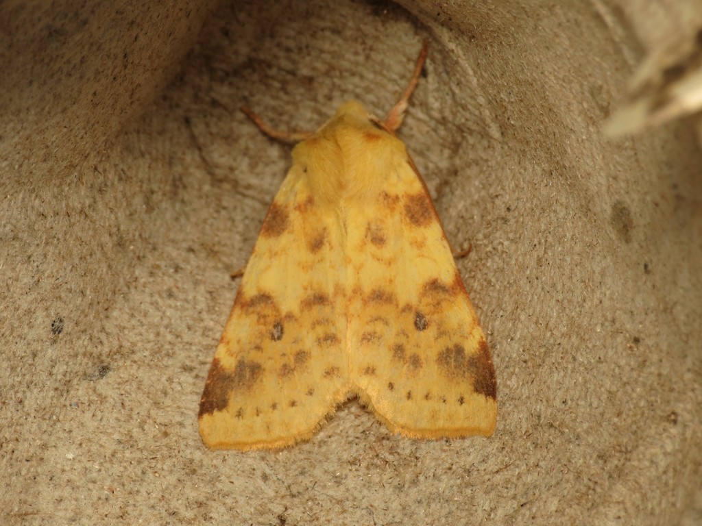 the sallow