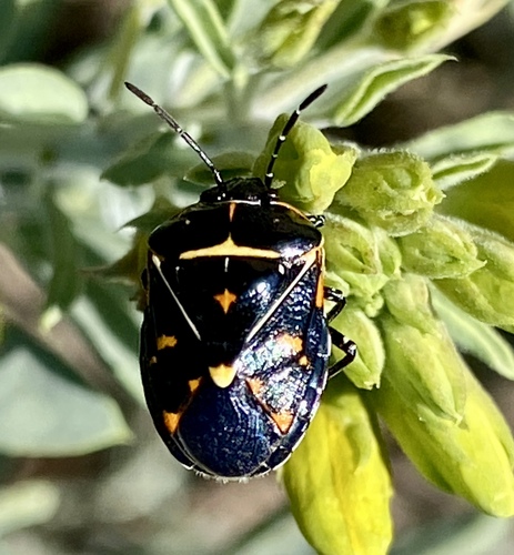iNaturalist observation photo of Harlequin Bug