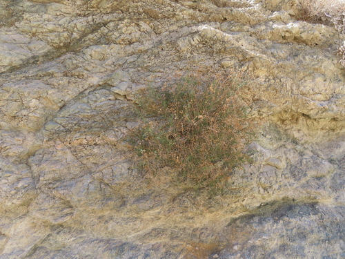 iNaturalist observation photo of Arrow-leaf