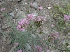 Centranthus angustifolius
