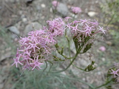 Centranthus angustifolius