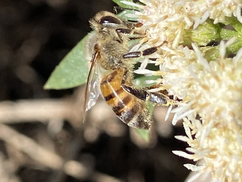 iNaturalist observation photo of Western Honey Bee