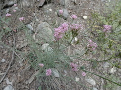 Centranthus angustifolius