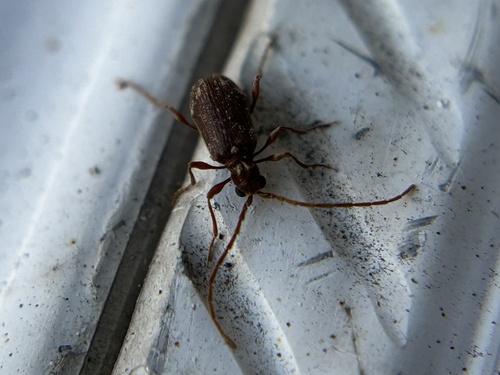 White-marked Spider-beetle photo 6