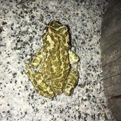 Bufotes viridis