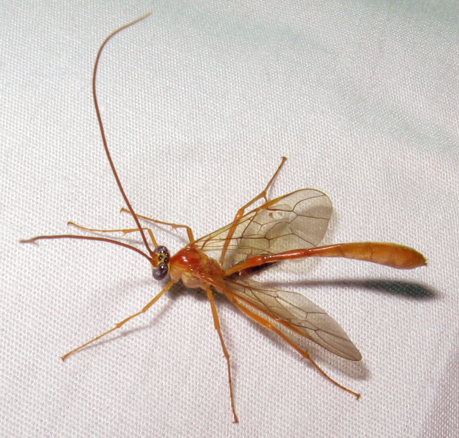 Ichneumonoidea (Animales y Plantas de Ciudad Ixtepec Oaxaca ...