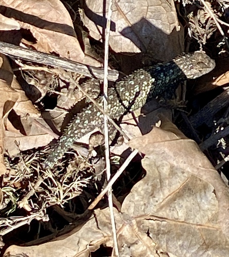 iNaturalist observation photo of Western Fence Lizard