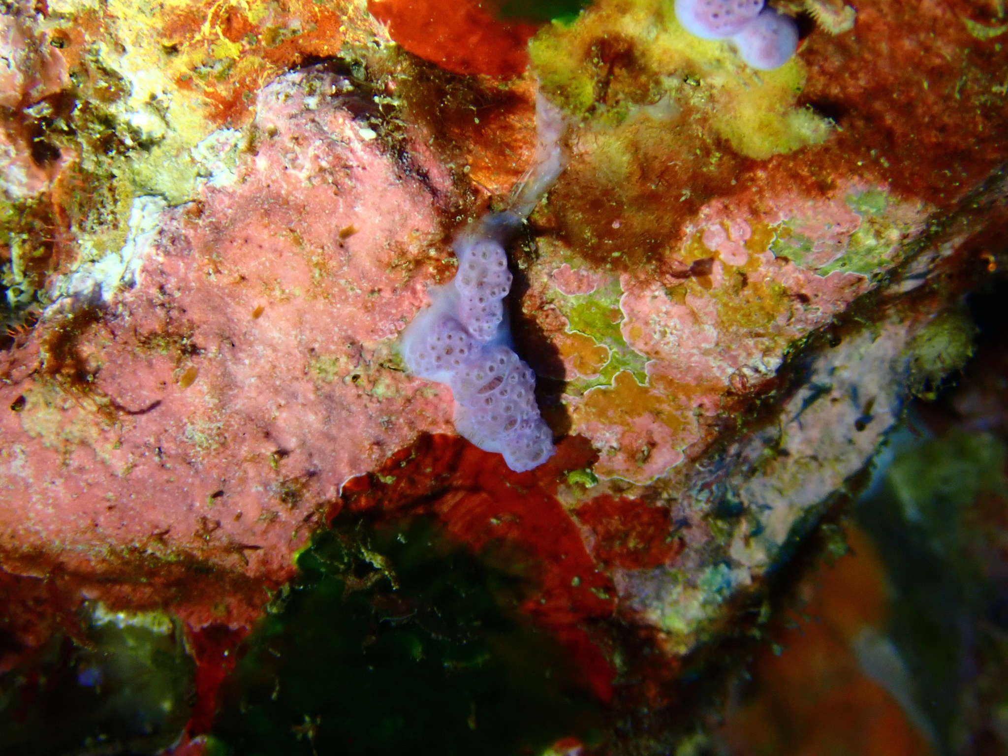 Hypsistozoa fasmeriana (Michaelsen, 1924)