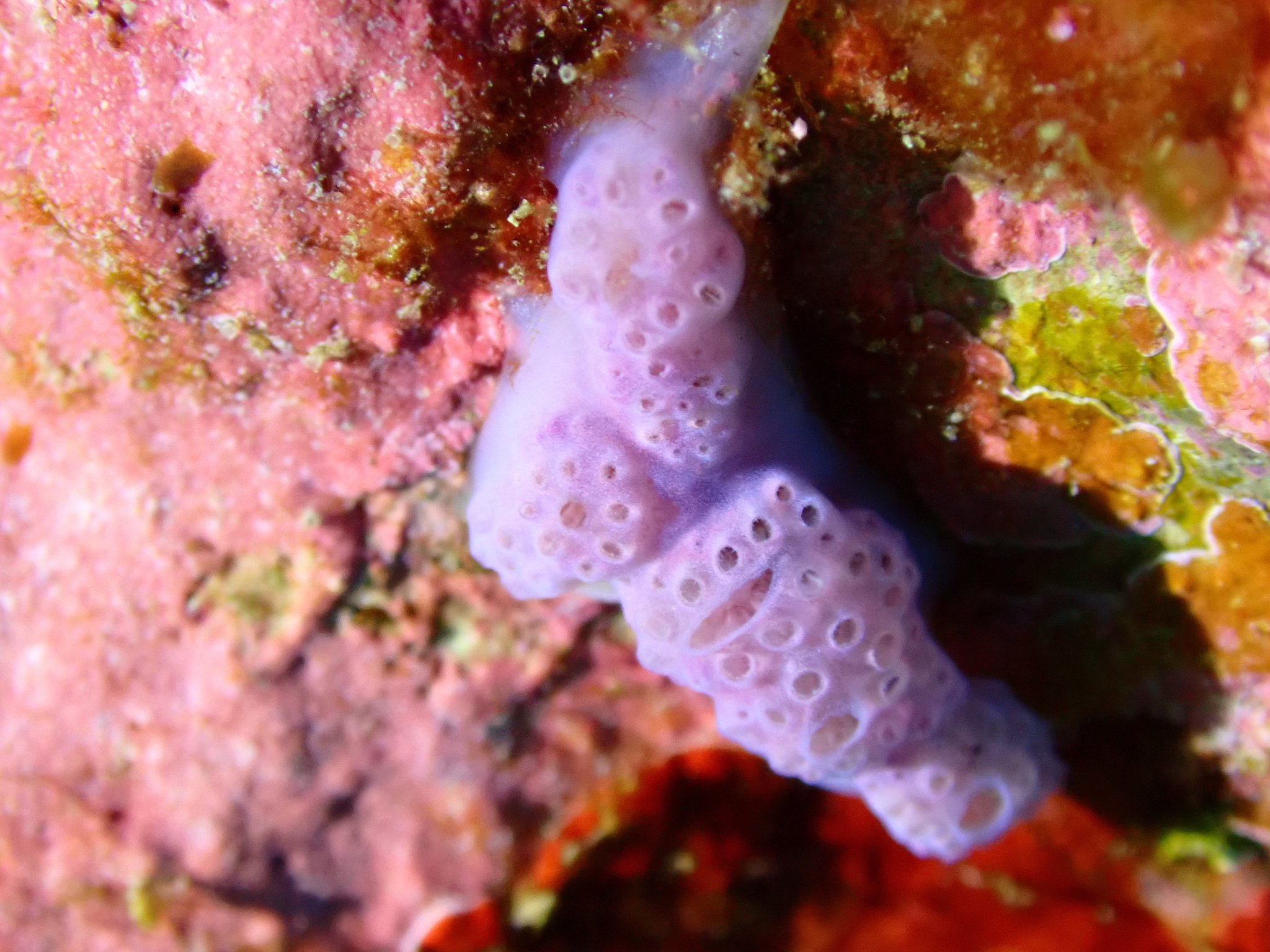 Hypsistozoa fasmeriana (Michaelsen, 1924)