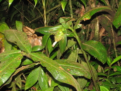 Costus bracteatus