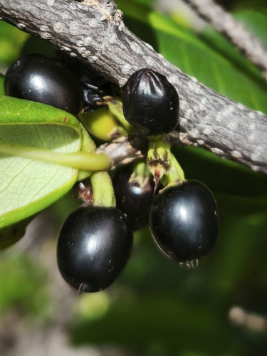 Erythroxylum revolutum