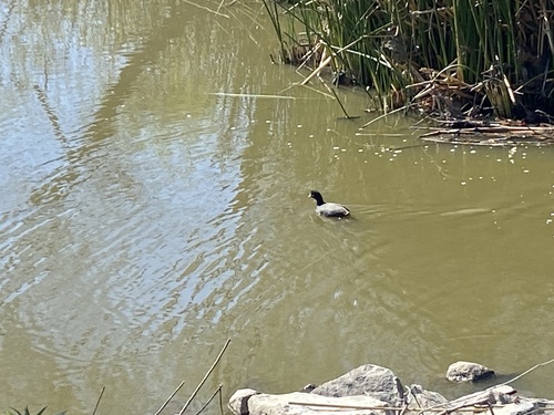 iNaturalist observation photo of American Coot
