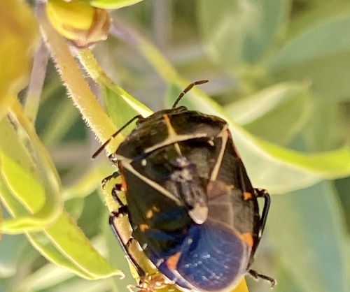iNaturalist observation photo of Harlequin Bug