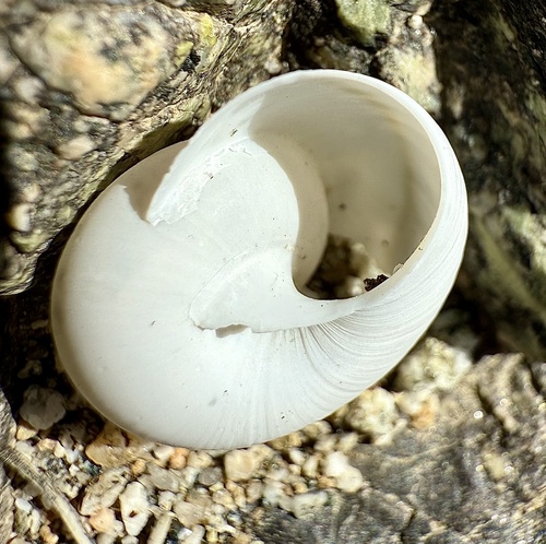 iNaturalist observation photo of Coachella Desertsnail