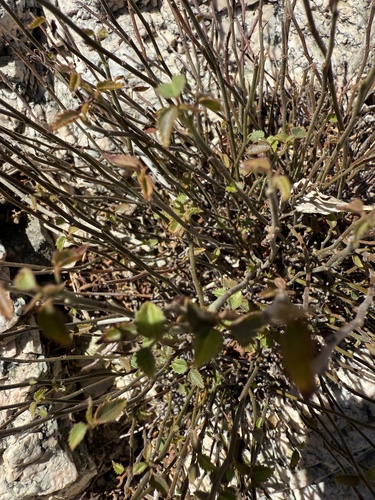 iNaturalist observation photo of California ayenia