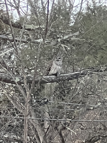 Barred Owl