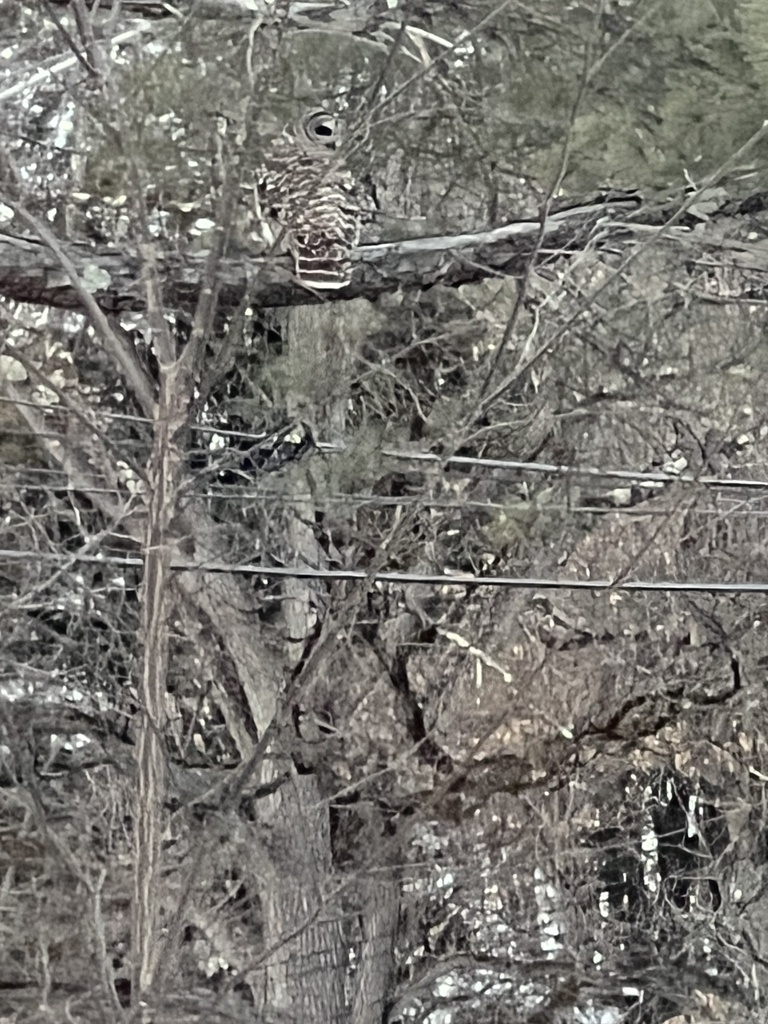 Barred Owl