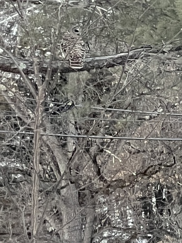 Barred Owl