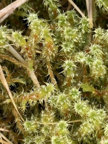 Garbanotoji kerėža nuotrauka