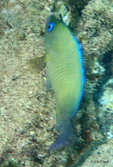 Plectroglyphidodon johnstonianus