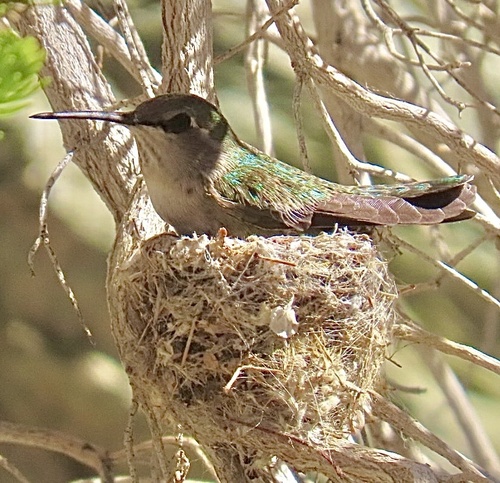 iNaturalist observation photo of Costa's Hummingbird