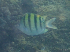 Abudefduf abdominalis