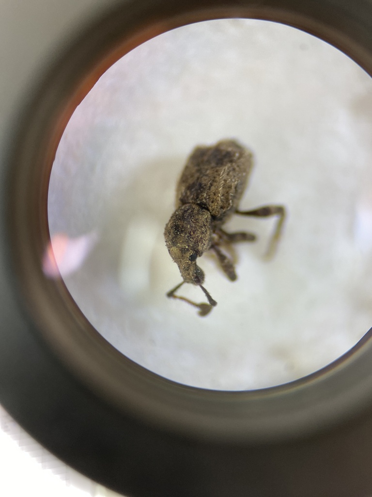 Brachyolus bagooides