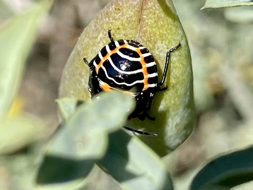 iNaturalist observation photo of Harlequin Bug