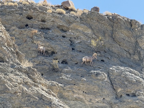 iNaturalist observation photo of Desert Bighorn Sheep