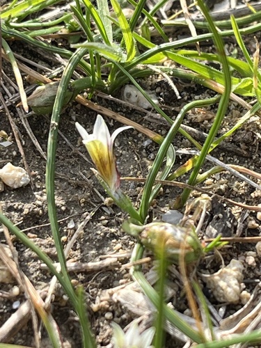 Sand Crocus