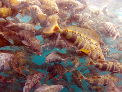 Atka Mackerel photo 3