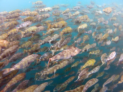 Atka Mackerel photo 4