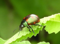 Leptinotarsa behrensi