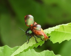 Leptinotarsa behrensi