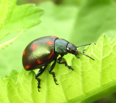 Leptinotarsa behrensi