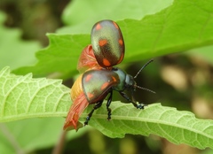 Leptinotarsa behrensi