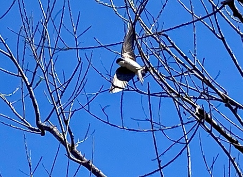 iNaturalist observation photo of Tree Swallow