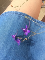 Delphinium consolida paniculatum