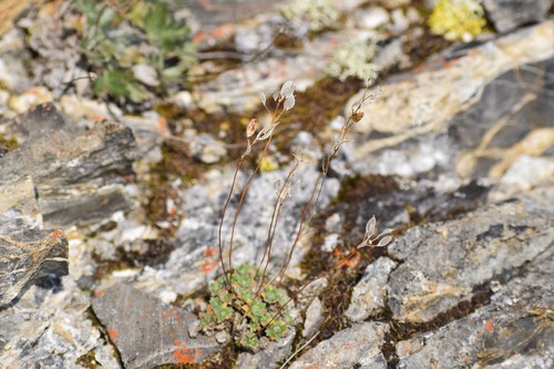 Image of Draba palanderiana by (c) Syd Cannings, some rights reserved (CC BY)