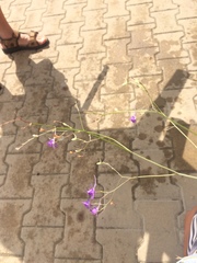 Delphinium consolida paniculatum