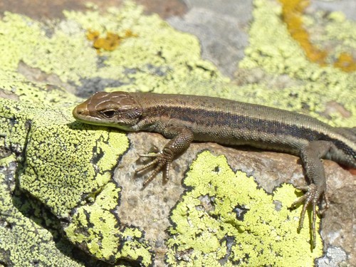 Aurelio's Rock Lizard