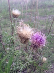 Cirsium durangense