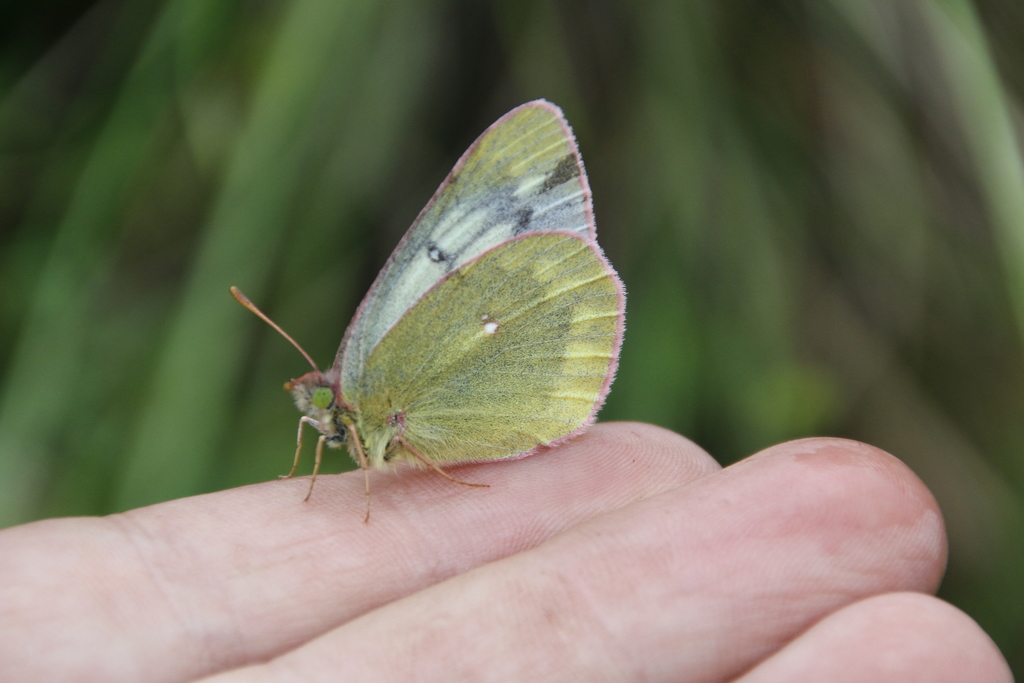Pale Arctic Clouded Yellow