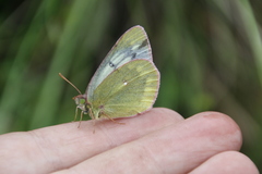 Colias tyche
