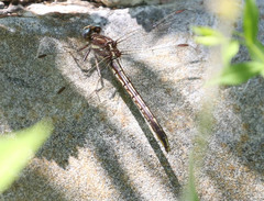 Phanogomphus exilis
