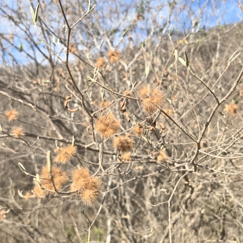 Lasiocarpus ferrugineus, photograph 2