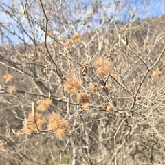 Lasiocarpus ferrugineus, photograph author not stated, no rights reserved