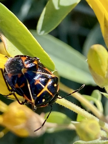 iNaturalist observation photo of Harlequin Bug